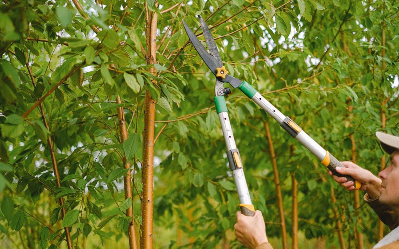 Tree trimming in Willow Spring, NC