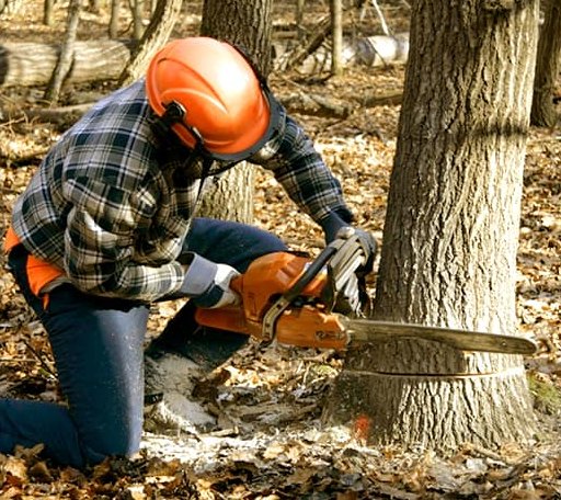Tree Removal in Willow Spring, NC